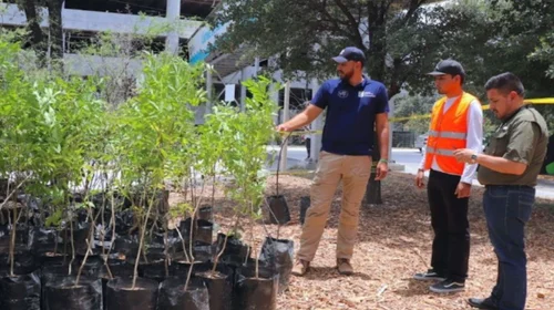 Plantan más de 10 mil árboles tras inicio de Bosques Ciudadanos