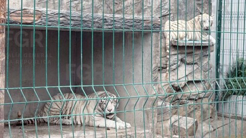 Aseguran dos ejemplares de tigre blanco durante cateo en Durango