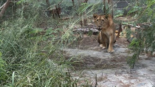 León será llevado al EcoParque Matamoros tras ser rescatado