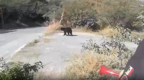 Protección Civil Ahuyenta presencia de oso negro en San Pedro 
