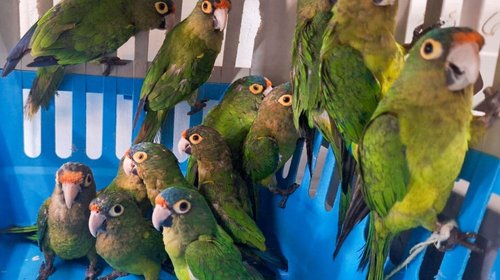 Rescatan 40 aves en peligro de extinción en operativos en Jalisco