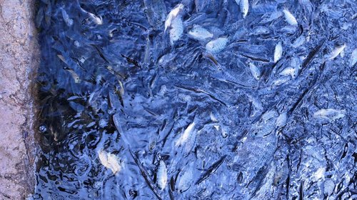 Sigue actividad en lago Ciudad Deportiva pese a muerte de peces