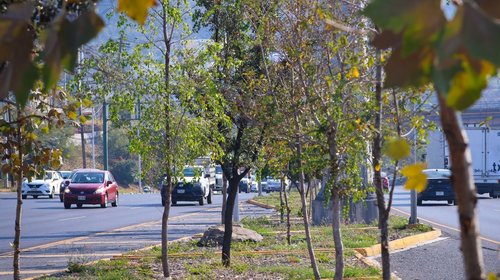 Supervisan avances de 'Bosques Ciudadanos' en Área Metropolitana