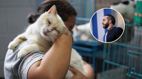 Pide Bukele apoyo para atender animales callejeros en El Salvador
