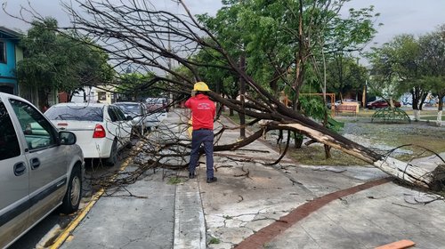 Lluvias derriban árboles y crean encharcamientos en Ramos Arizpe