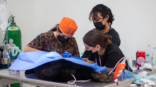 Museo del Desierto intensifica atención veterinaria a osos negros