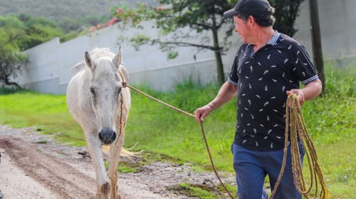Atienden en Santiago reporte por presunto maltrato de un caballo