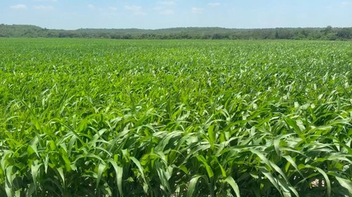 Campo tamaulipeco se queda vacío: solo se sembró el 52%