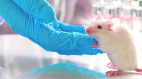 Logran eliminar por primera vez el cáncer de páncreas en ratones