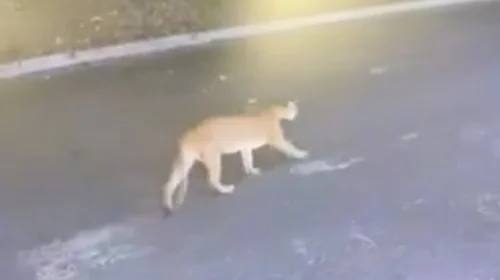 Reportan a puma deambulando por calles de San Pedro