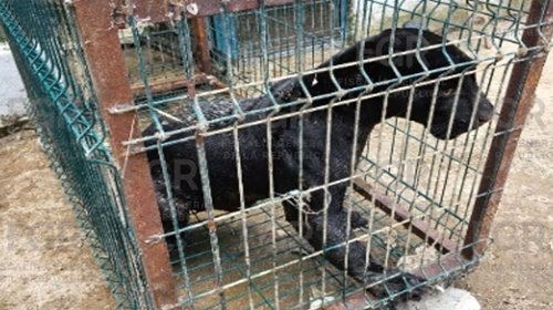 Catean finca en Zapopan y hallan jaguar, puma y animales exóticos