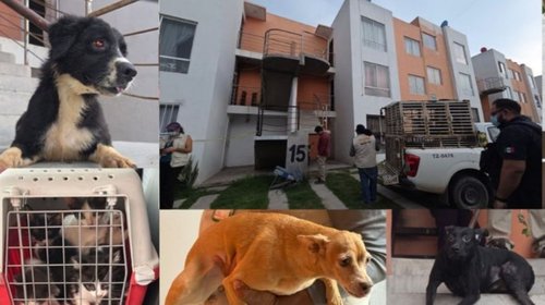 Rescatan a 20 perros y gatos víctimas de maltrato en Jalisco