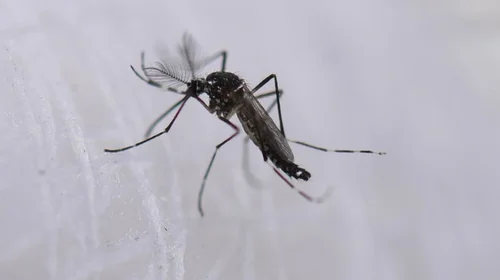 Pide Salud Nuevo León precaución por el mosquito del dengue