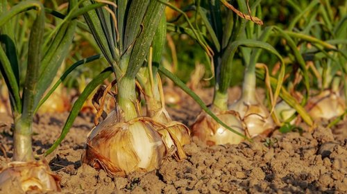 Produce Jaumave cebollas gigantes, pero sufre problemas de venta