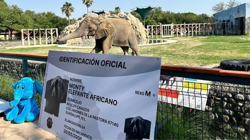 Celebran regios cumpleaños 18 de Monty en la Pastora