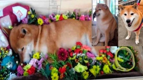 Muere 'Cheems', la famosa perrita de los memes y stickers