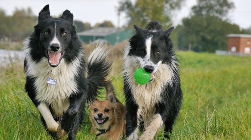 Coahuila supera los 2 millones de mascotas en hogares