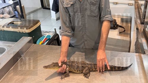 Trasladan cocodrilo de Ramos Arizpe al Museo del Desierto