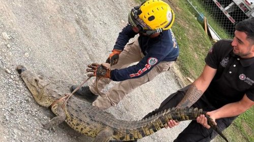 Captura Protección Civil cocodrilo en El Maguey, Allende