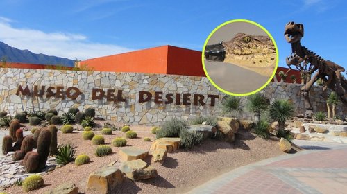 Museo del Desierto prepara albergue permanente para cocodrilo