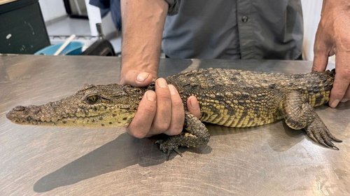 Analizan si cocodrilo permanecerá en el Museo del Desierto