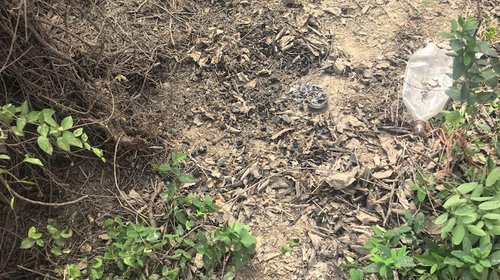 Halla colectivo restos calcinados cerca del viaducto Reynosa