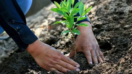 COP29: México reitera destinar gasto militar en reforestación