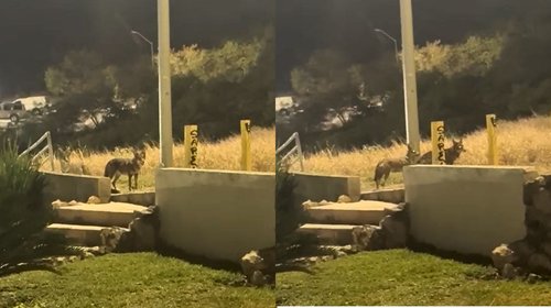 Alertan por avistamiento de manada de coyotes en San Pedro 