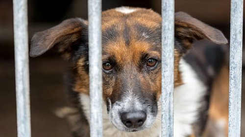 Fundación da seguimiento a cuatro casos de crueldad animal