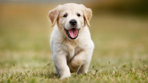 Cuida a tus mascotas del Parvovirus y distemper