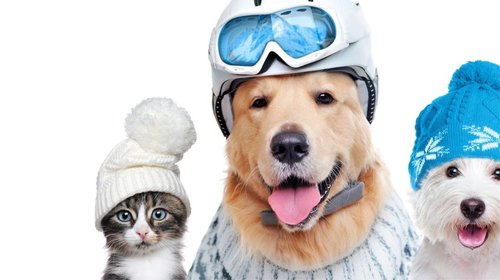 Cuida a tus mascotas de las bajas temperaturas