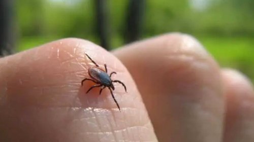Aumentan casos de rickettsia en Coahuila en 2025