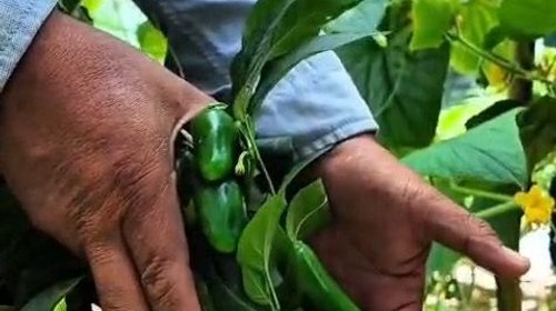 Hospital de Ramos Arizpe enseña a pacientes a cultivar alimentos