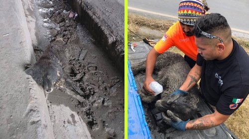 Salvan PC y Bomberos de Juárez a perro abandonado en el lodo
