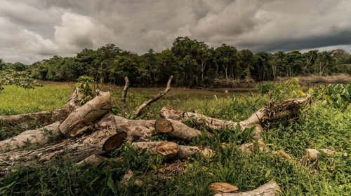 Anuncia Sheinbaum plan nacional contra la deforestación en México
