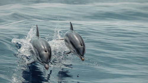 Reportan avistamiento de delfines en Playa Bagdad