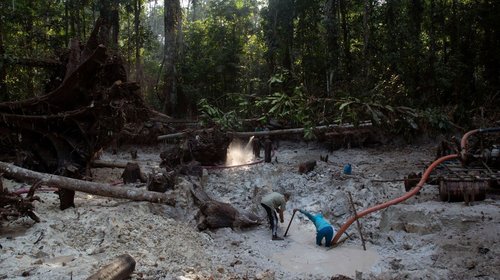 PVEM busca que delitos ambientales sean considerados graves