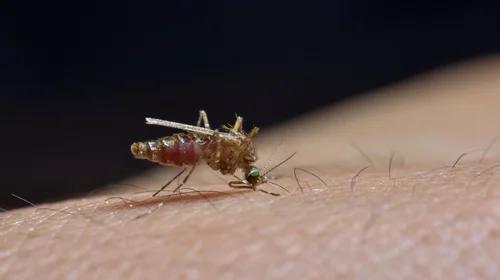 Pide Congreso declarar a Nuevo León en emergencia por dengue