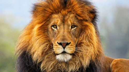 Descubren que leones tenían dieta ‘rica’ en humanos