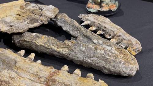 Identifican nueva especie de mosasaurio en el noreste mexicano