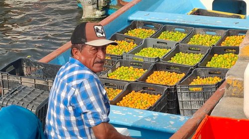 El jobito vive a la sombra en la agricultura de Tamaulipas