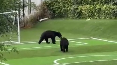 Osos “juegan futbol” en cancha de Santa Catarina