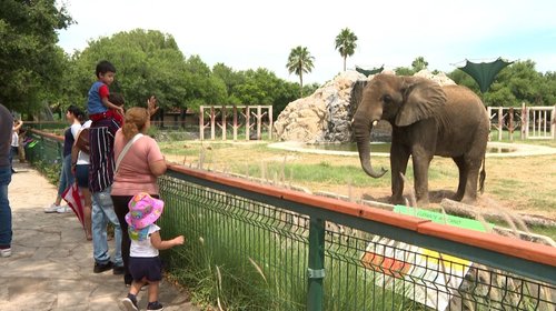 Celebran el Día Mundial del Elefante con Monty en La Pastora