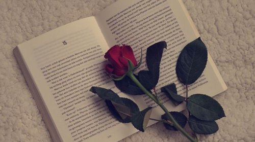 Hoy es el Día Internacional del Libro; regala una rosa