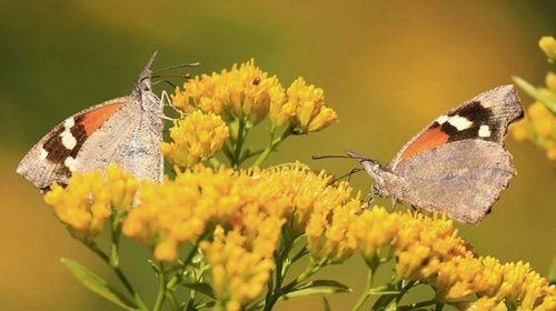 Lluvias llenan de mariposas cielos de estados del noreste
