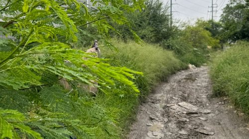 Denuncian basurero clandestino; tiran animales muertos