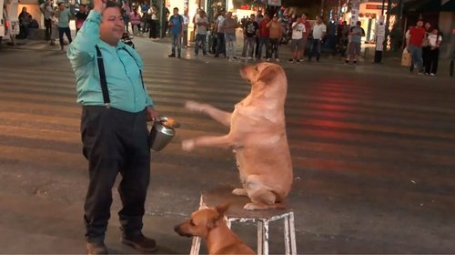 El Payaso 'Hechos' y sus perritas: historia de amor y hambre