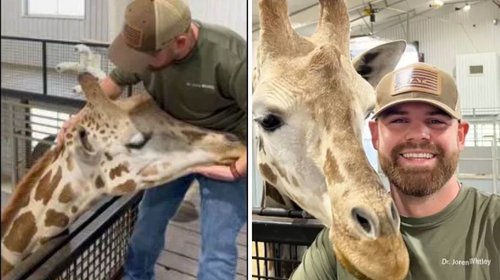 Quiropráctico ajusta el cuello de una jirafa y se hace viral