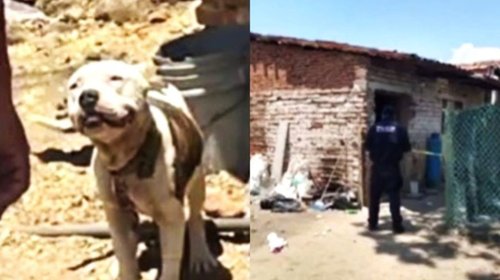 Perro pitbull ataca y mata a bebé de 2 años en Jalisco