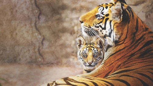 'Tigres': El documental de Disneynature que muestra su belleza